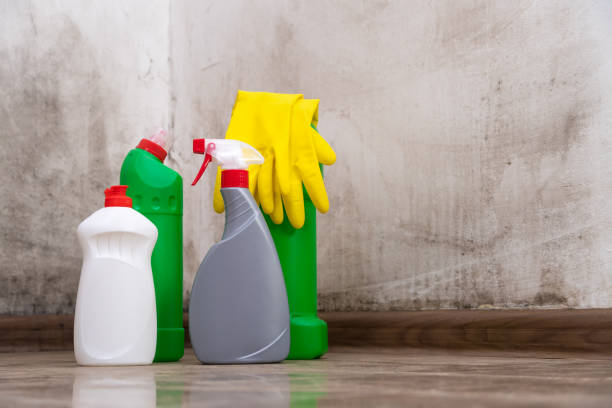 Why You Should Choose Our Mold Remediation Services in South Milwaukee, WI